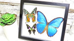 Framed butterflies Bits and Bugs