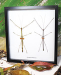 Stick insect giant Phaenopharos struthioneus Bits & Bugs 