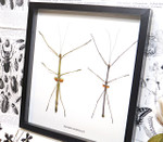 Stick insect giant Phaenopharos struthioneus Bits & Bugs 