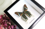 framed butterflies Australia