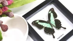 Butterfly frame Papilio phorcas Bits & Bugs