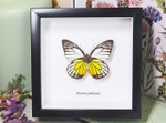 home decor school present butterfly Prioneris philonome themana Bits&Bugs 