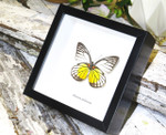home decor school present butterfly Prioneris philonome themana Bits&Bugs 