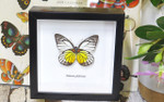 home decor school present butterfly Prioneris philonome themana Bits&Bugs 