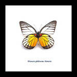 home decor school present butterfly Prioneris philonome themana Bits&Bugs 