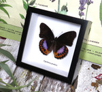 Hypolimnas pandarus viso