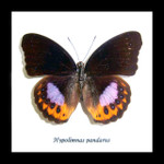 Hypolimnas pandarus viso