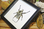 Goliath orientalis Insect bug bee butterfly dragonfly taxidermy entomology beetle moth
