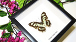 Framed butterfly collection Victorina stelenes Bits&Bugs 