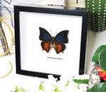 Charaxes mars dohertyi 