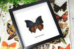Charaxes mars dohertyi 
