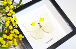 butterfly for sale Australia Anteos clorinde Bits & Bugs 