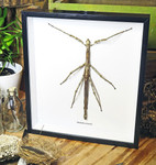 Tirachoidea westwoodi