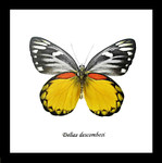 Taxidermy gold coast Butterfly Delias descombesi Bits&Bugs 