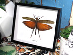 Tropidacris dux