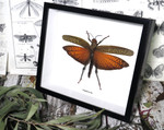 Tropidacris dux
