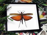 Tropidacris dux