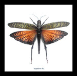  grasshopper real insect framed Bits & Bugs Tropidacris dux