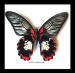 Papilio rumanzovia female