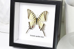 Real butterfly in shadowbox Eurytides agesilaus