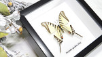 Real butterfly in shadowbox Eurytides agesilaus