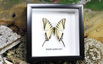 Real butterfly in shadowbox Eurytides agesilaus