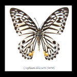 Graphium delesserti  Bits & Bugs 