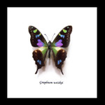 Real butterfly framed Graphium weiskei Bits&Bugs 