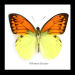 Butterfly in frame Hebomoia leucippe Bits & Bugs 