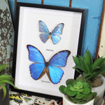 morpho amathonte 