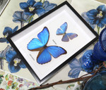 morpho amathonte 