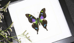 Butterfly species Graphium weiskei matt Bits&Bugs 