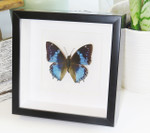 butterflies for sale Australia Charaxes smaragdalis matt Bits&Bugs 