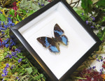 butterflies for sale Australia Charaxes smaragdalis matt Bits&Bugs 