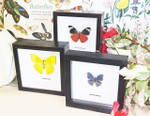 butterfly for sale in frame Australia Panacea prola Bits and Bugs