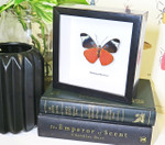 butterfly for sale in frame Australia Panacea prola Bits and Bugs