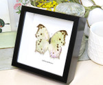 butterfly for sale Australia Salamis parhassus Bits & Bugs