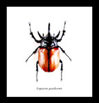 Eupatorus gracilicornis closed 