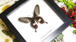 Framed butterflies Bits & Bugs
