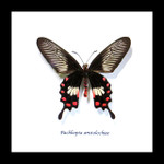 Framed butterflies Bits & Bugs