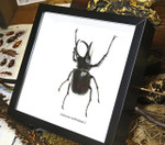 Chalcosoma moellenkampi label front