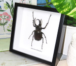 Chalcosoma moellenkampi label front