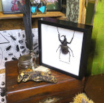 Chalcosoma moellenkampi label front