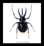 Chalcosoma moellenkampi