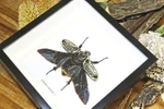 Goliath orientalis Insect bug bee butterfly dragonfly taxidermy entomology beetle moth