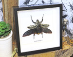 Goliath orientalis Insect bug bee butterfly dragonfly taxidermy entomology beetle moth