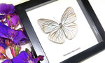 Framed butterflies Pareronia tritea Bits & Bugs