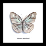 Framed butterflies Pareronia tritea Bits & Bugs
