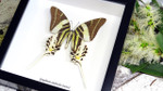 Graphium androcles