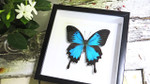 Australian butterfly insect in frame 